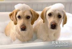 狗狗洗澡用什么沐浴露好？