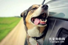 养宠知识：如何让狗狗不晕车？