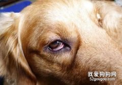 狗狗眼部常见的四种疾病！