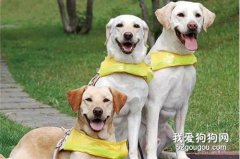 导盲犬价格是多少，导盲犬多少钱一只?