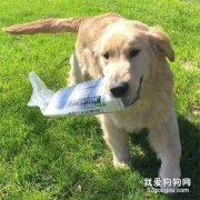 <b>你知道金毛为啥叫寻回犬吗？</b>