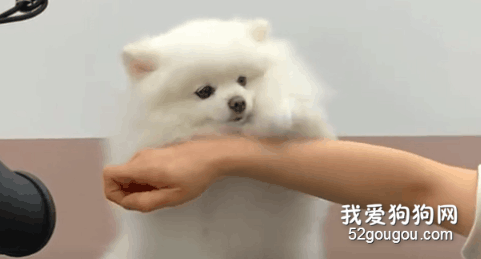 <b>这么乖的狗去哪里找？</b>