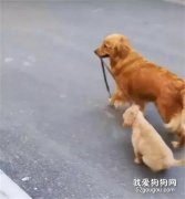 <b>金毛妈妈牵着小金毛出门，这一幕似曾相识啊！</b>