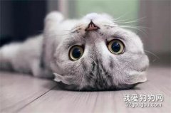 <b>猫咪的这6条冷知识，了解后就可以随意撸猫啦</b>