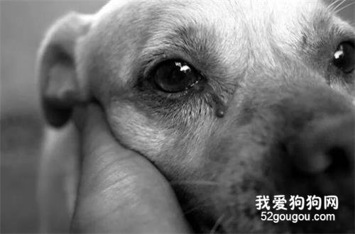 <b>20一场的狗比赛，你都能看见什么？</b>