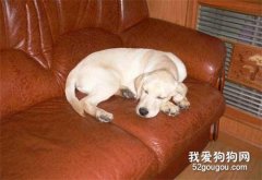 狗狗喜欢睡沙发怎么办？