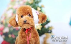 <b>秋季养狗应该注意哪些问题？</b>