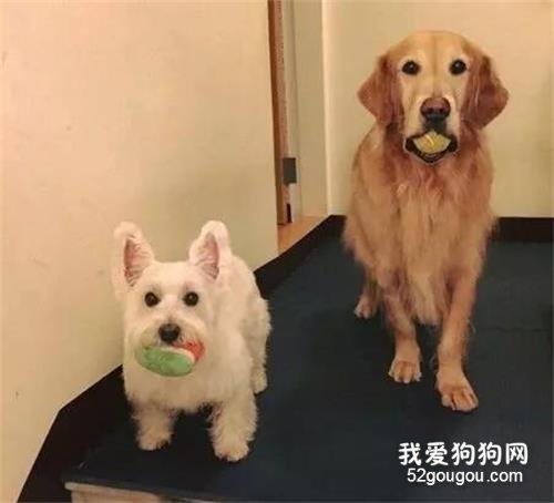 给西高地买了个小床，大金毛疯狂吃醋：我得不到的，谁都别想要！