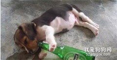 狗狗喝啤酒会造成什么后果?