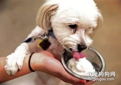 <b>狗狗能不能吃冰激凌？</b>