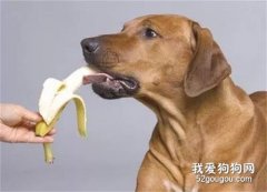狗狗可不可以吃香蕉？