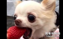 狗狗吃草莓好不好?