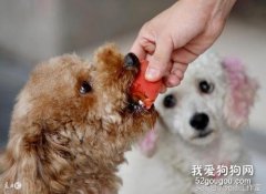 狗狗可不可以吃西红柿?