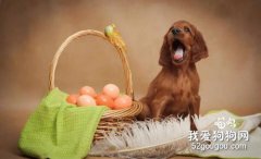 狗狗可不可以吃鸡蛋，狗狗吃鸡蛋应该注意什么?