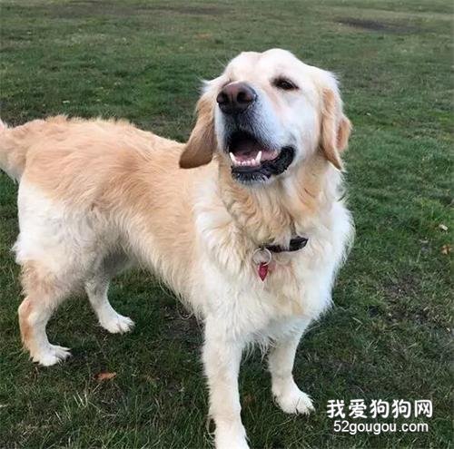 <b>全家福九连拍，按下快门的时候，出现了一只“心机狗”......</b>