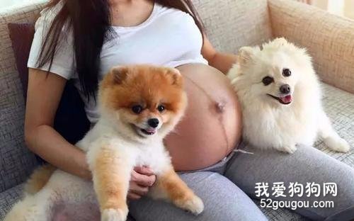 怀孕期间可不可以养狗，怀孕期间养狗的注意事项