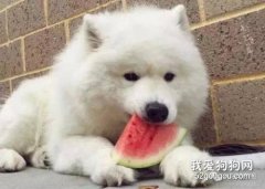 可不可以给狗狗吃西瓜，狗狗吃西瓜好不好？