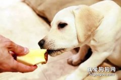可不可以给狗狗吃梨，狗狗能不能吃梨？