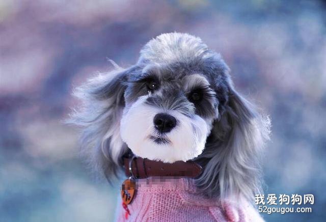 <b>为什么大家都爱养雪纳瑞犬？这五点好处，看了不选都不行！</b>