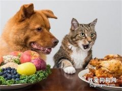 四种可以给狗狗吃的人类食物