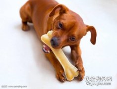 狗狗吃骨头被卡住应该如何处理？