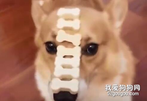 <b>这是柯基被黑的最惨的一次...</b>