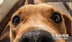 狗狗“流眼泪”是伤心吗？不，原因有6个！