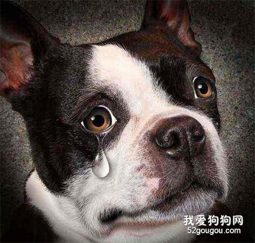 狗狗“流眼泪”是伤心吗？不，原因有6个！