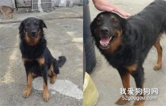 <b>主人搬家独留它，不知情忠犬却原地笑守2年！</b>