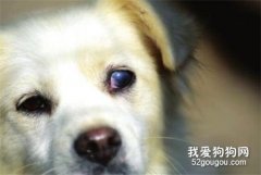 狗狗白内障的症状与防治？