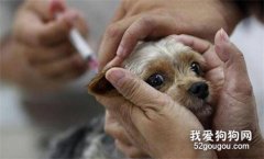 注射狂犬疫苗需要注意什么？