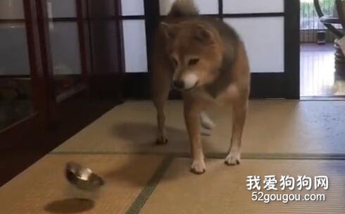 <b>暴躁柴犬的绅士养成之路宣告失败，摔碗小柴永不认输！</b>