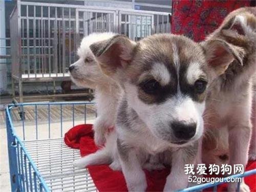 <b>网友用1000块买了一只哈士奇回家，没想到洗澡之后竟然.......</b>