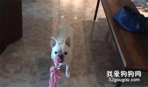 察觉到地震，法斗第一反应居然是冲进房间，然后…