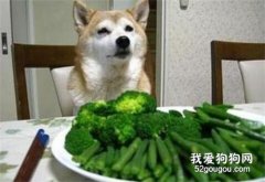 养狗的须知：这5种蔬菜，狗狗是不能吃的