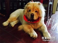 松狮犬喂养的5大禁忌