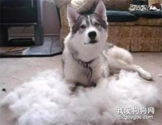 <b>引起狗狗严重“掉毛”的几大原因，你不一定清楚</b>