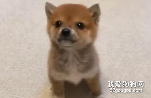 <b>狗这个动物，果然还是没长脑子的时候最可爱！</b>