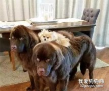 <b>我能想到最幸福的事，就是有个大块头哥哥....</b>