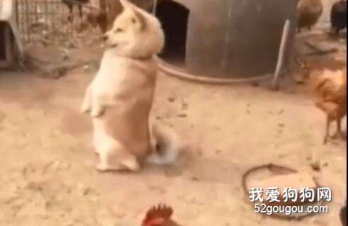 <b>和鸡待一起久了之后，家里的狗子行为越来越奇怪了…</b>