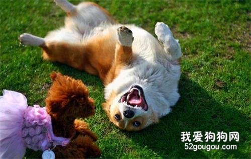 想让狗狗洗澡不反抗?4个小技巧,让汪星人秒变乖星人!