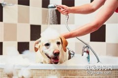 <b>想让狗狗洗澡不反抗的4个小技巧</b>