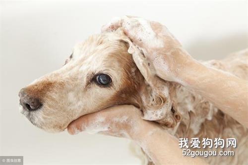 想让狗狗洗澡不反抗?4个小技巧,让汪星人秒变乖星人!
