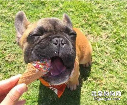 饲养狗狗，这些做法对狗狗的伤害很大，很多饲主却还不知道！