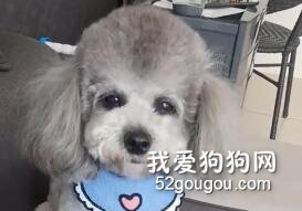 主人要去干活，让泰迪在家看纸，接下来泰迪的反应真是聪明！