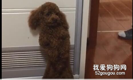 <b>你是不是也怀疑过，狗子身体里住了个人类的灵魂！</b>