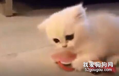 <b>这是我的，你放手你放手...不许碰...</b>