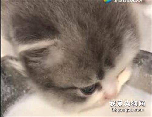 <b>看小奶猫喝neinei！整个人都被治愈了呢！</b>