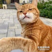 <b>网友家的猫非要找蜜蜂干架，结果被蜇后，好像变得更拽了！</b>