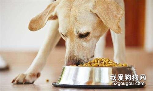 狗狗呕吐只是因为吃得太饱？宠主不能忽视，否则后果很严重！
